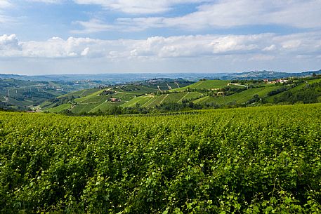 Langa of Barolo Landscape